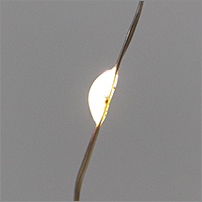 led гирлянда-занавес Neon-Night 315-875 - белый цвет свечения